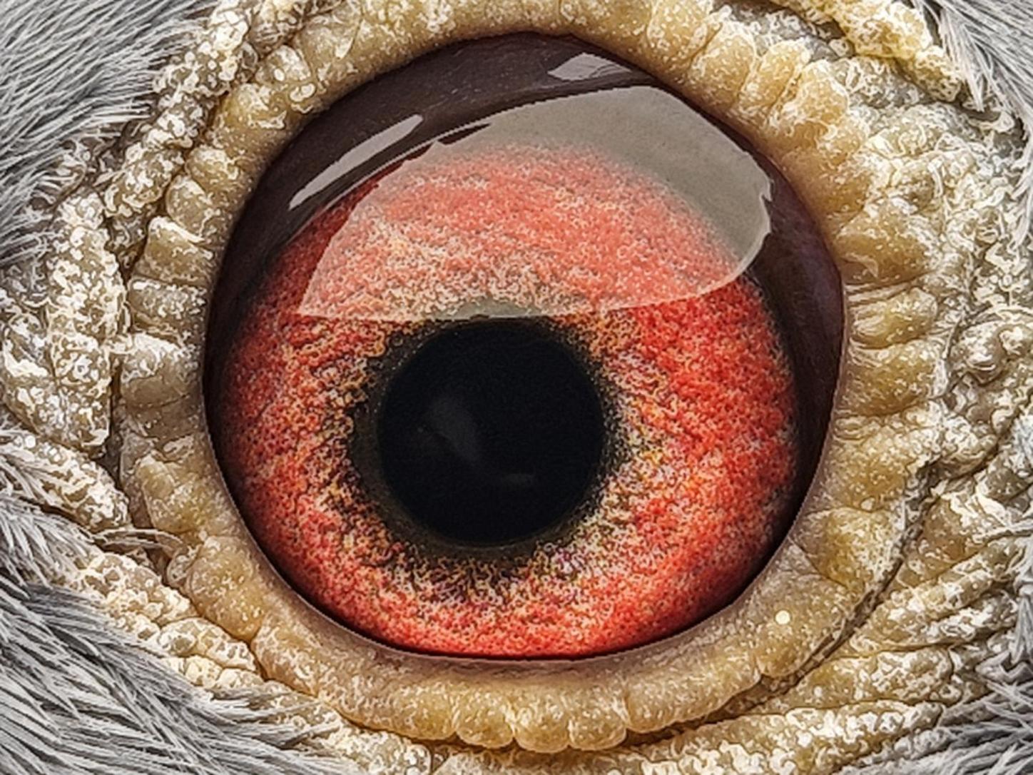 Pigeon eye